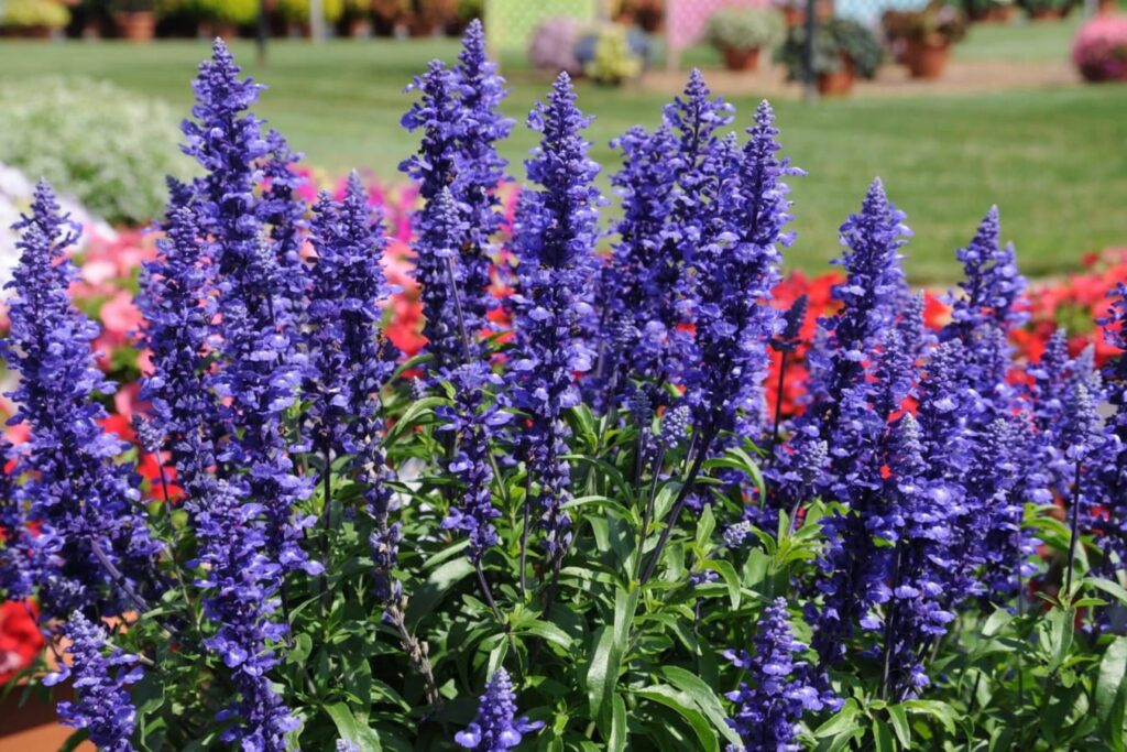 一串蓝-瀚阳绿化