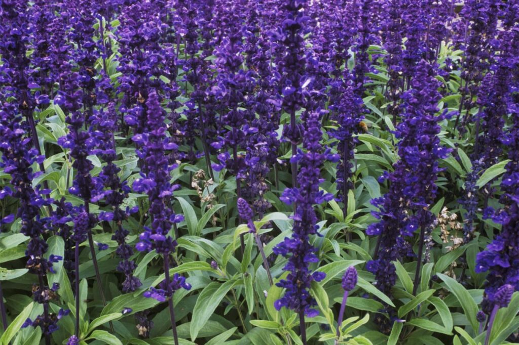 一串蓝-瀚阳绿化