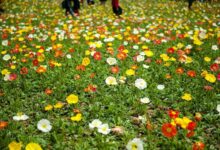 冰岛虞美人种子的种植方法与季节-瀚阳绿化