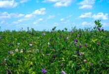 紫花苜蓿-牧草之王-瀚阳绿化
