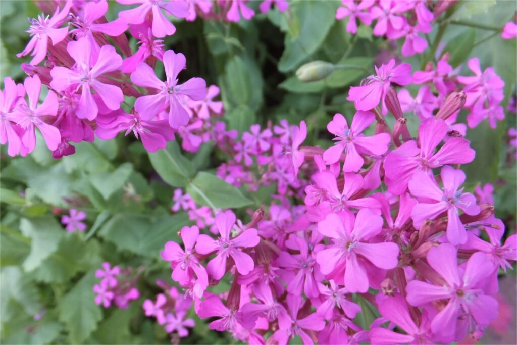 高雪轮种子批发及种植方法-瀚阳绿化