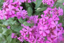 高雪轮种子批发及种植方法-瀚阳绿化