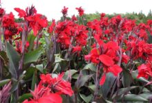 美人蕉种子种植方法与时间-瀚阳绿化