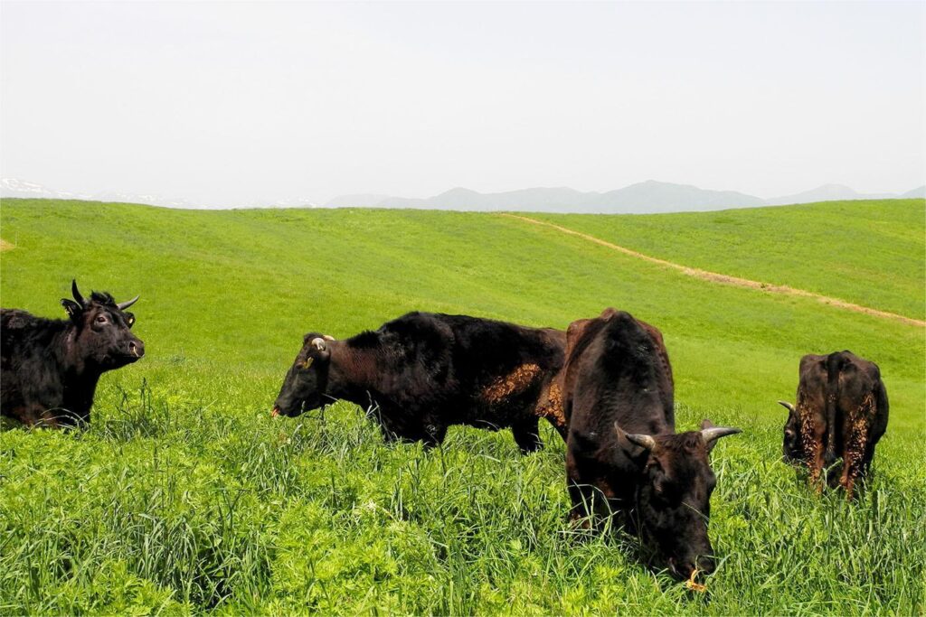 秋季种植什么牧草来应对接下来漫长的冬季？-瀚阳绿化