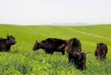 秋季种植什么牧草来应对接下来漫长的冬季？-瀚阳绿化