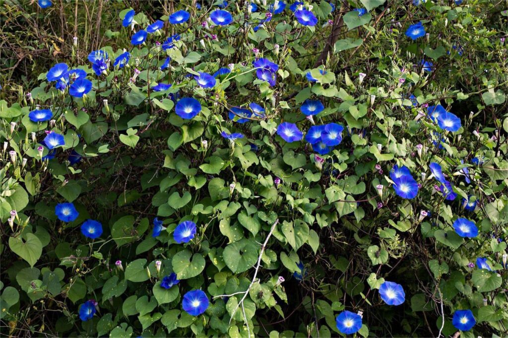 牵牛花种子批发 种植技术指导-瀚阳绿化