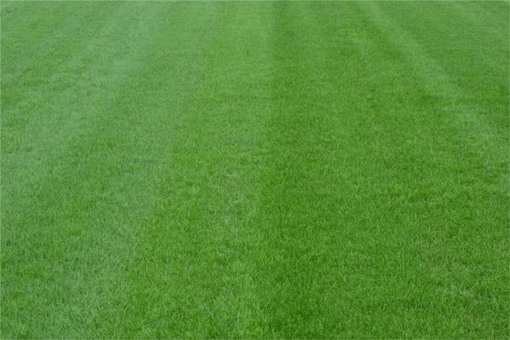 四季青草坪种子批发和种植养护教程-瀚阳绿化