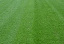 四季青草坪种子批发和种植养护教程-瀚阳绿化