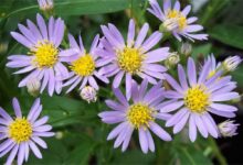 紫苑花种子-瀚阳绿化