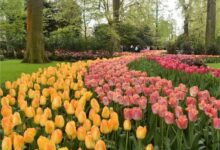 全面了解郁金香：生长习性、繁殖方法与养护技巧-瀚阳绿化