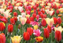郁金香种球-瀚阳绿化