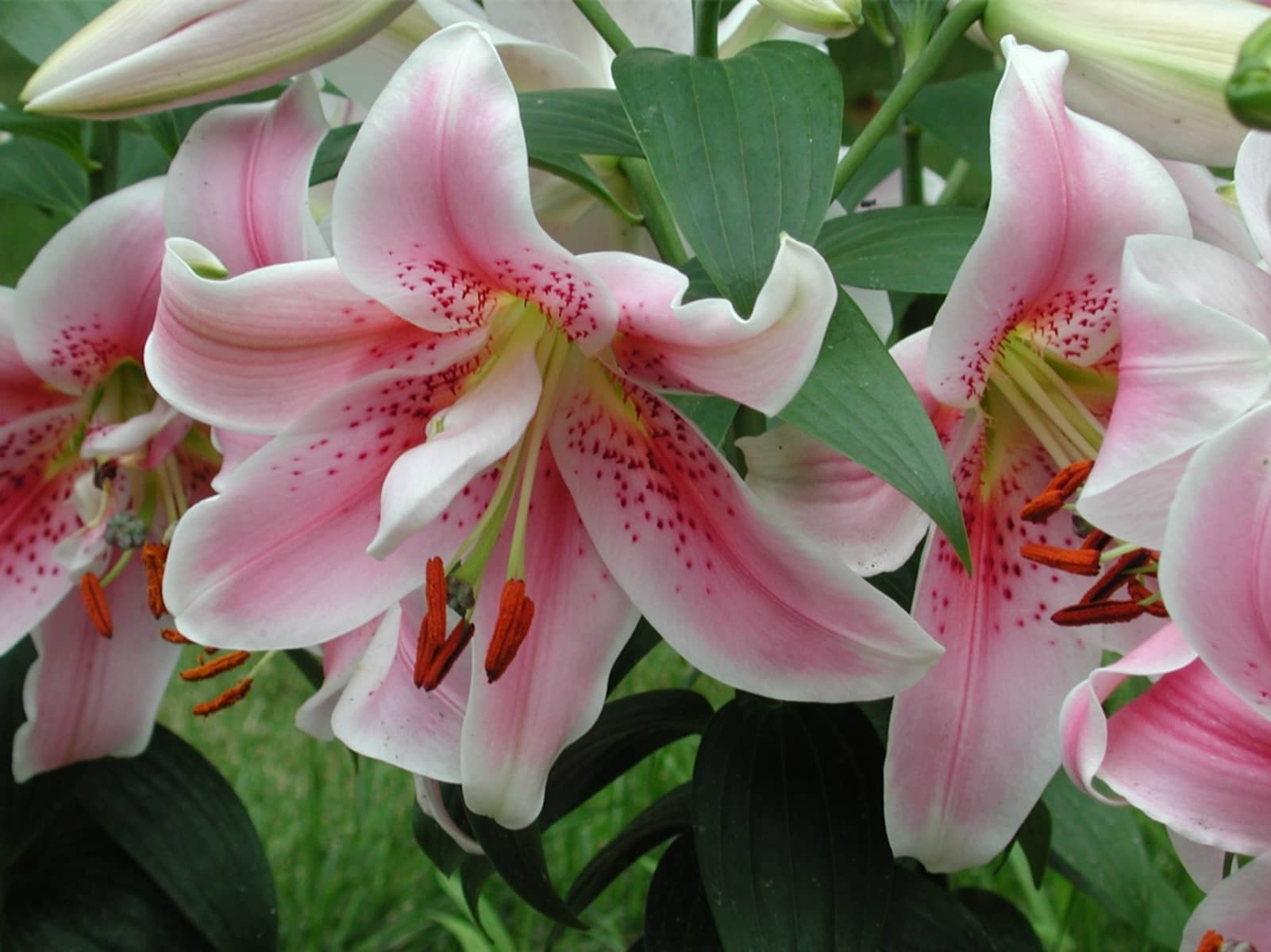 百合花-瀚阳绿化