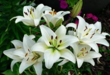 百合花的种植与养护指南-瀚阳绿化
