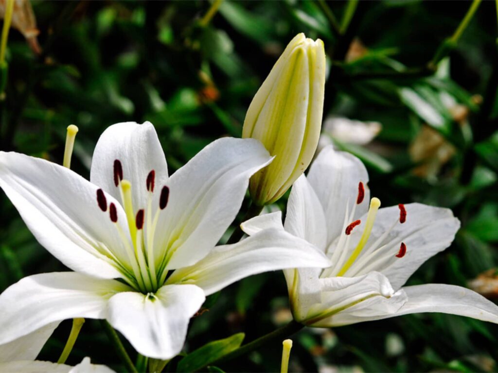 百合花-瀚阳绿化