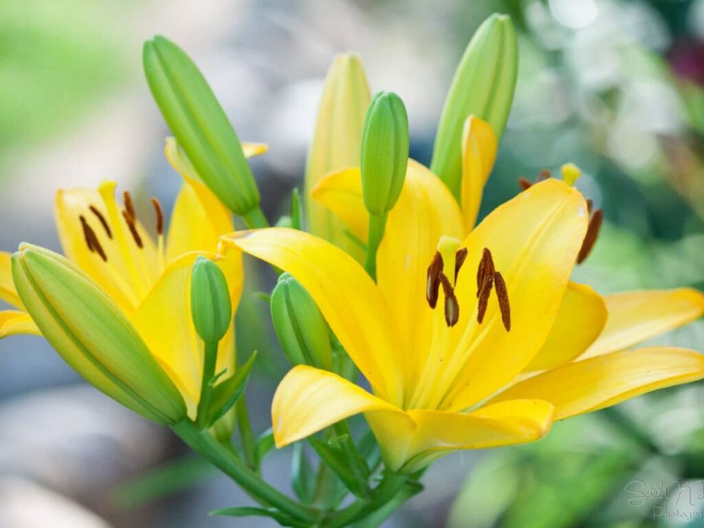 百合花-瀚阳绿化