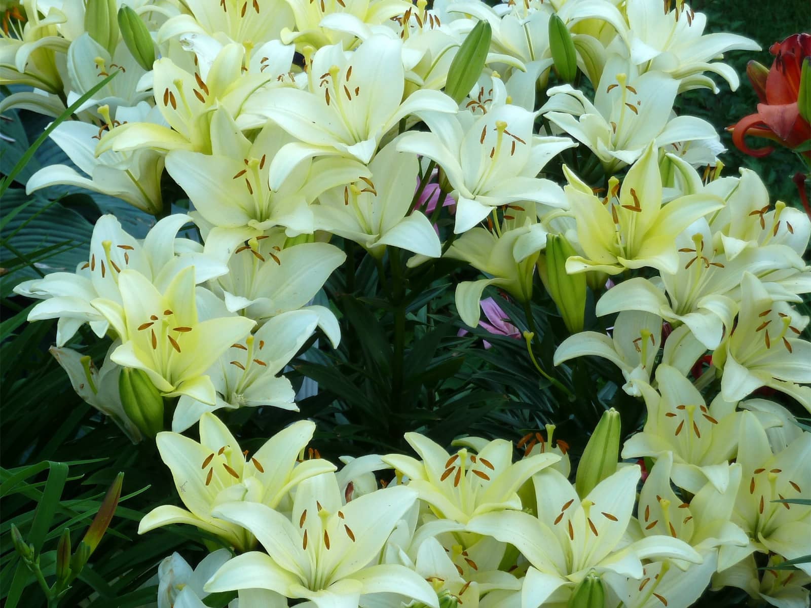 百合花-瀚阳绿化