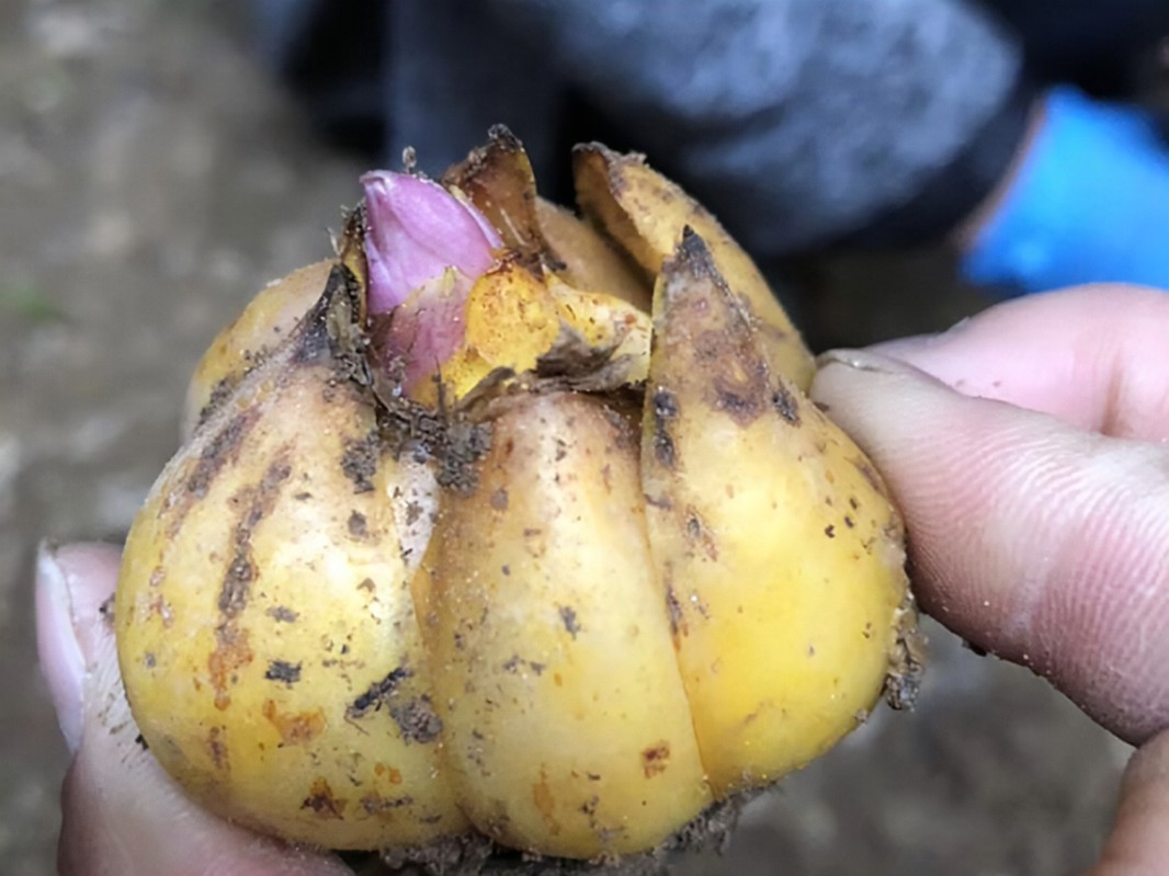 百合花种球-瀚阳绿化