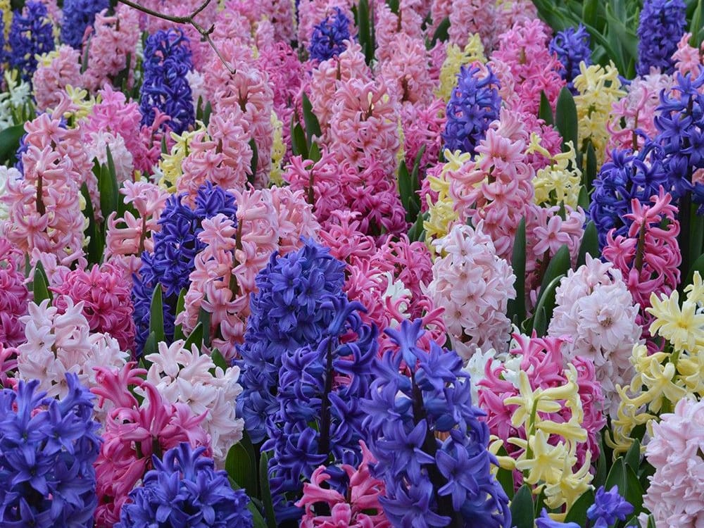 风信子-瀚阳绿化