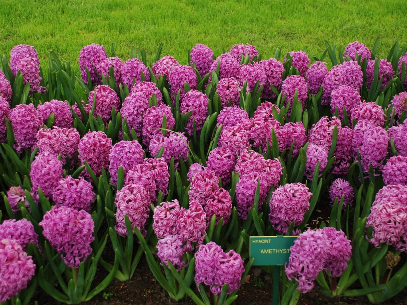 风信子-瀚阳绿化