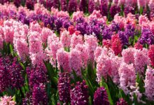 风信子种球-瀚阳绿化