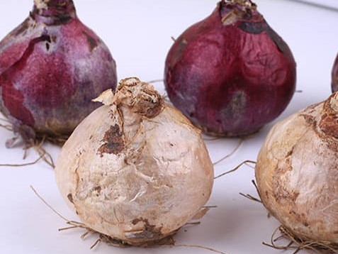 风信子种球-瀚阳绿化