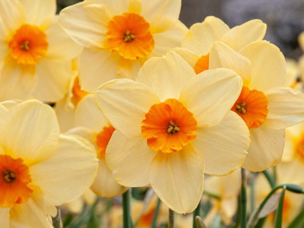 水仙花-瀚阳绿化