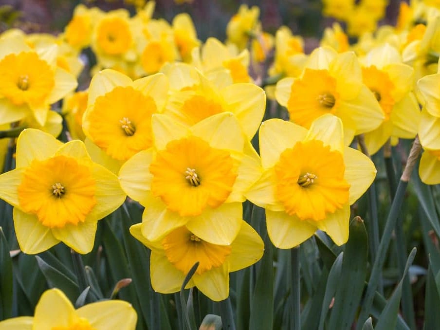 水仙花-瀚阳绿化