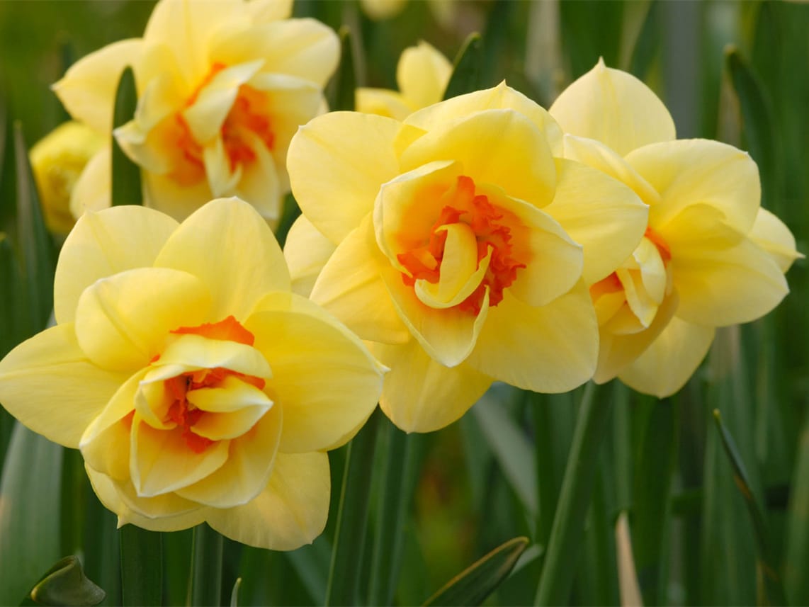 水仙花-瀚阳绿化