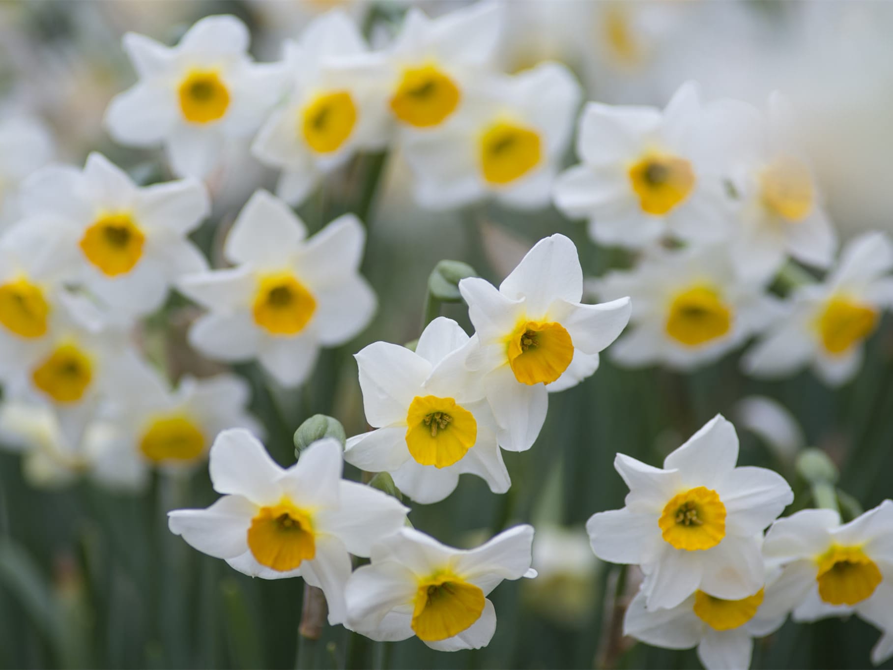 水仙花-瀚阳绿化
