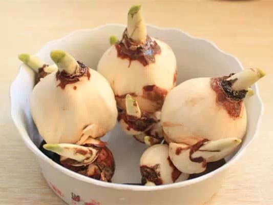 水仙花种球-瀚阳绿化