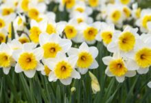 水仙花种球-瀚阳绿化