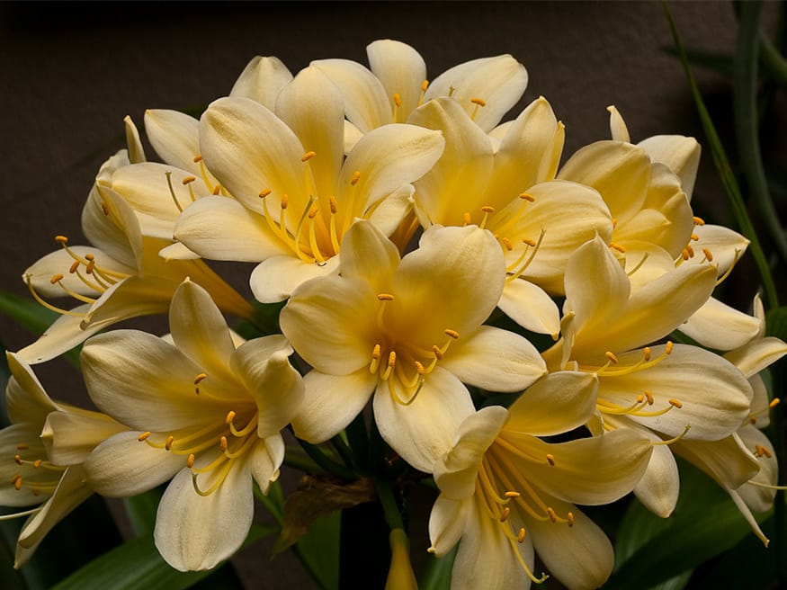 香雪兰-瀚阳绿化