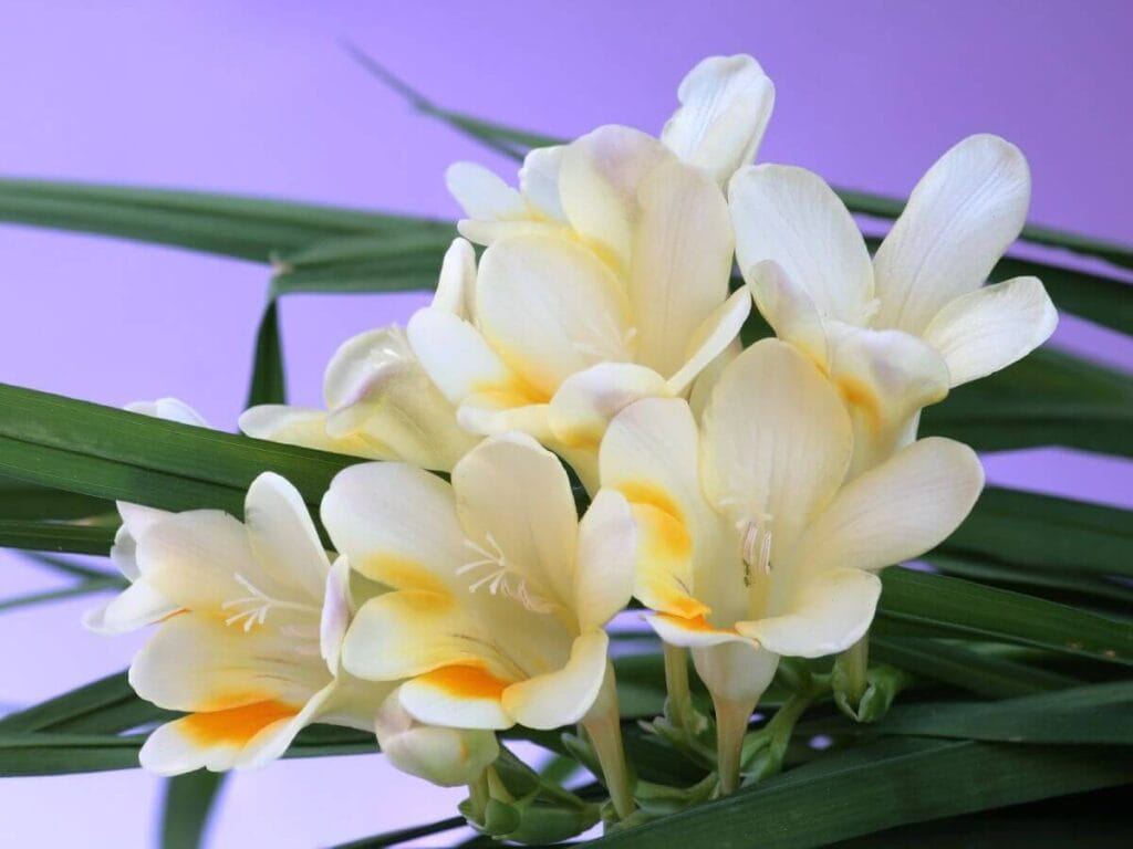 香雪兰-瀚阳绿化