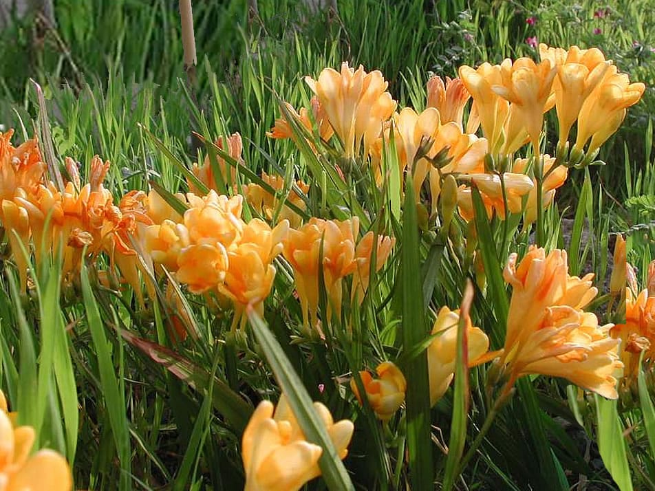 香雪兰-瀚阳绿化