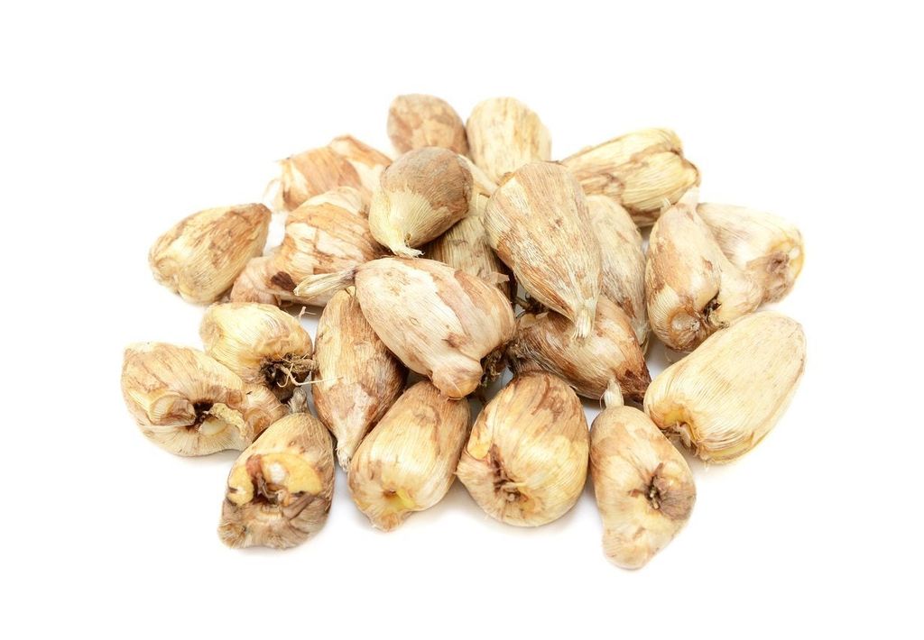 香雪兰种球-瀚阳绿化