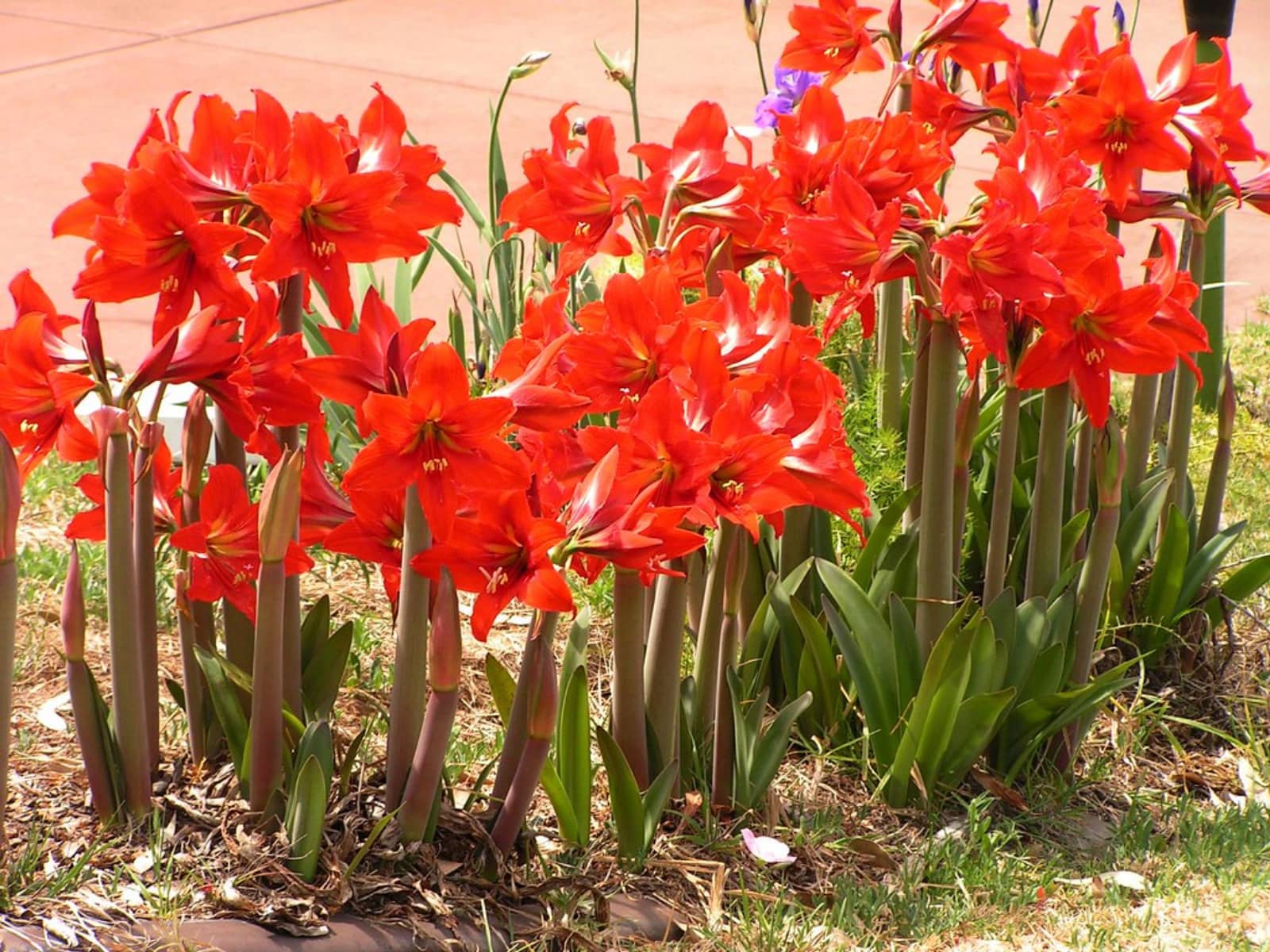 朱顶红-瀚阳绿化