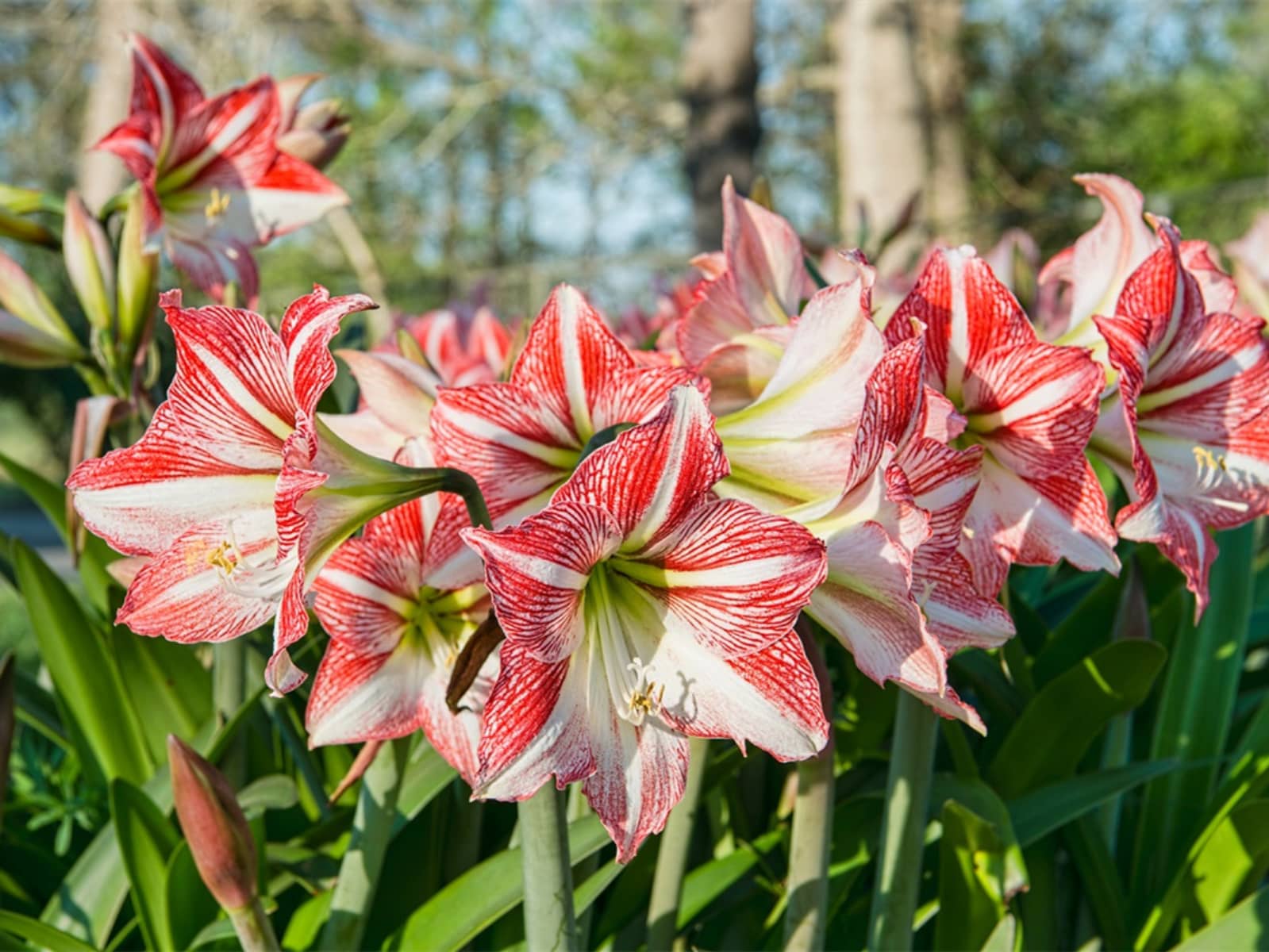 朱顶红-瀚阳绿化