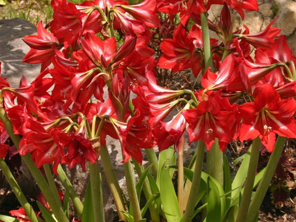 朱顶红-瀚阳绿化