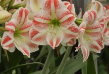 朱顶红种球-瀚阳绿化