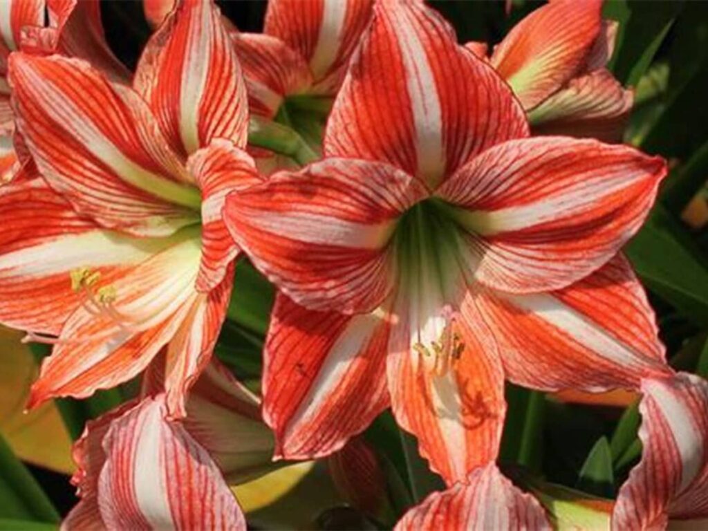 朱顶红-瀚阳绿化