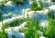 如何让您的草坪为冬天做好准备-瀚阳绿化