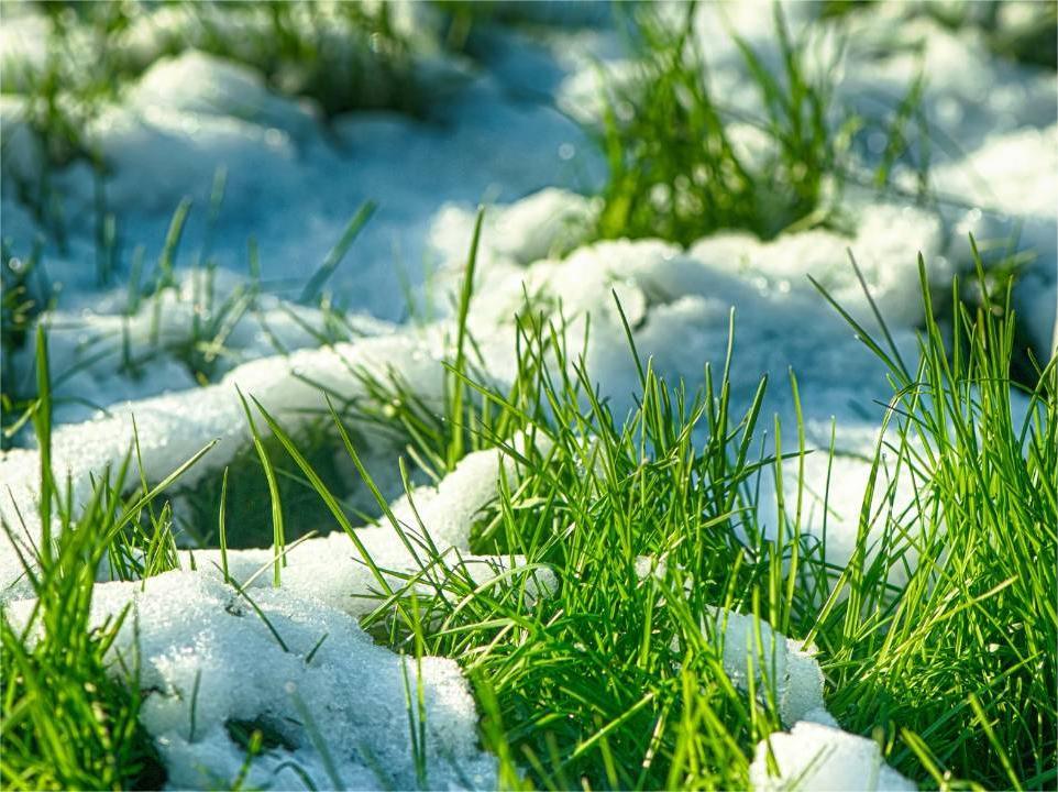 如何让您的草坪为冬天做好准备-瀚阳绿化