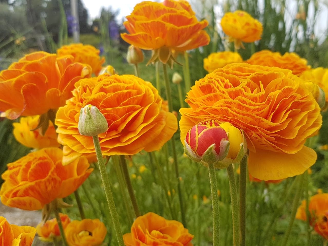 花毛茛-瀚阳绿化