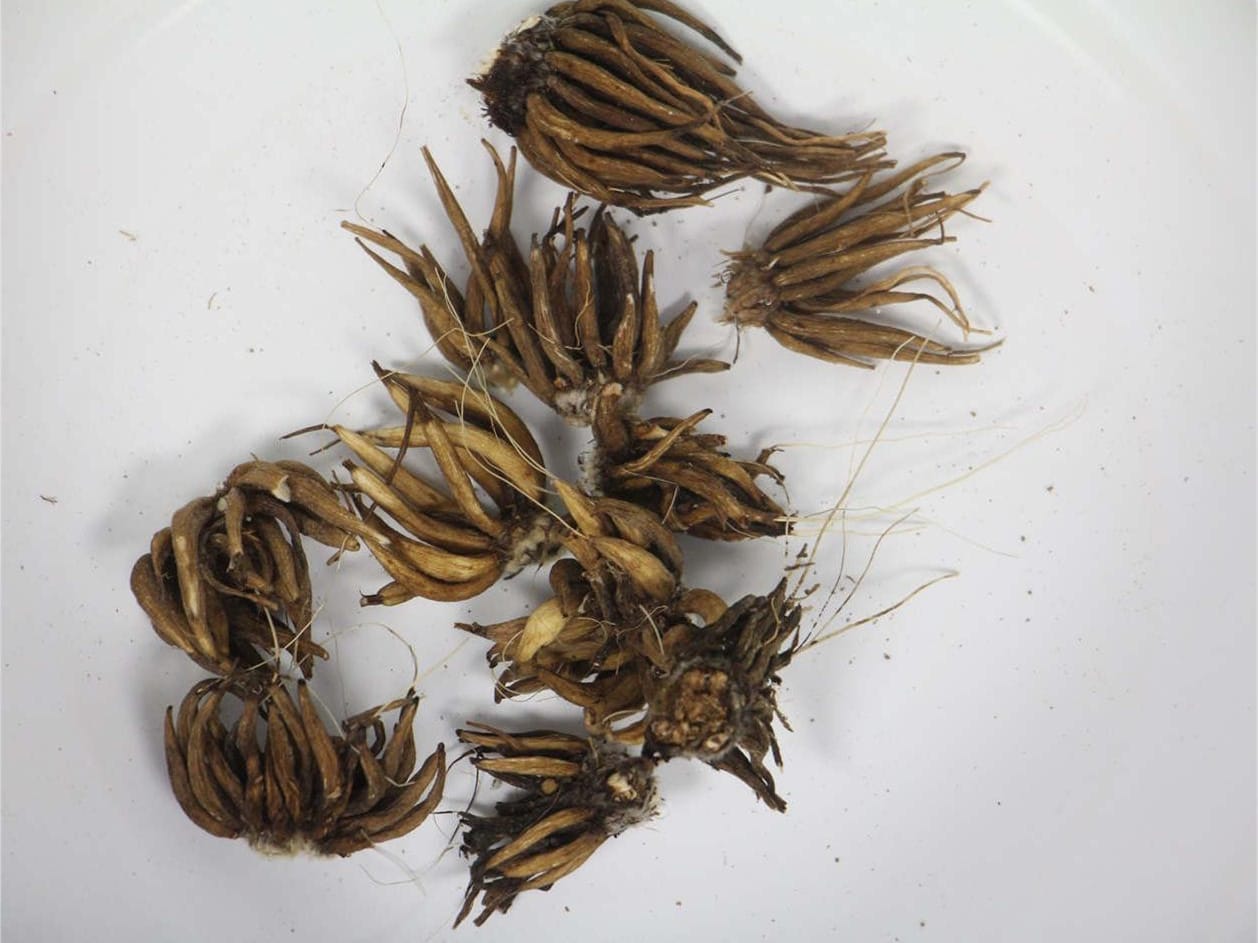 花毛茛种球-瀚阳绿化