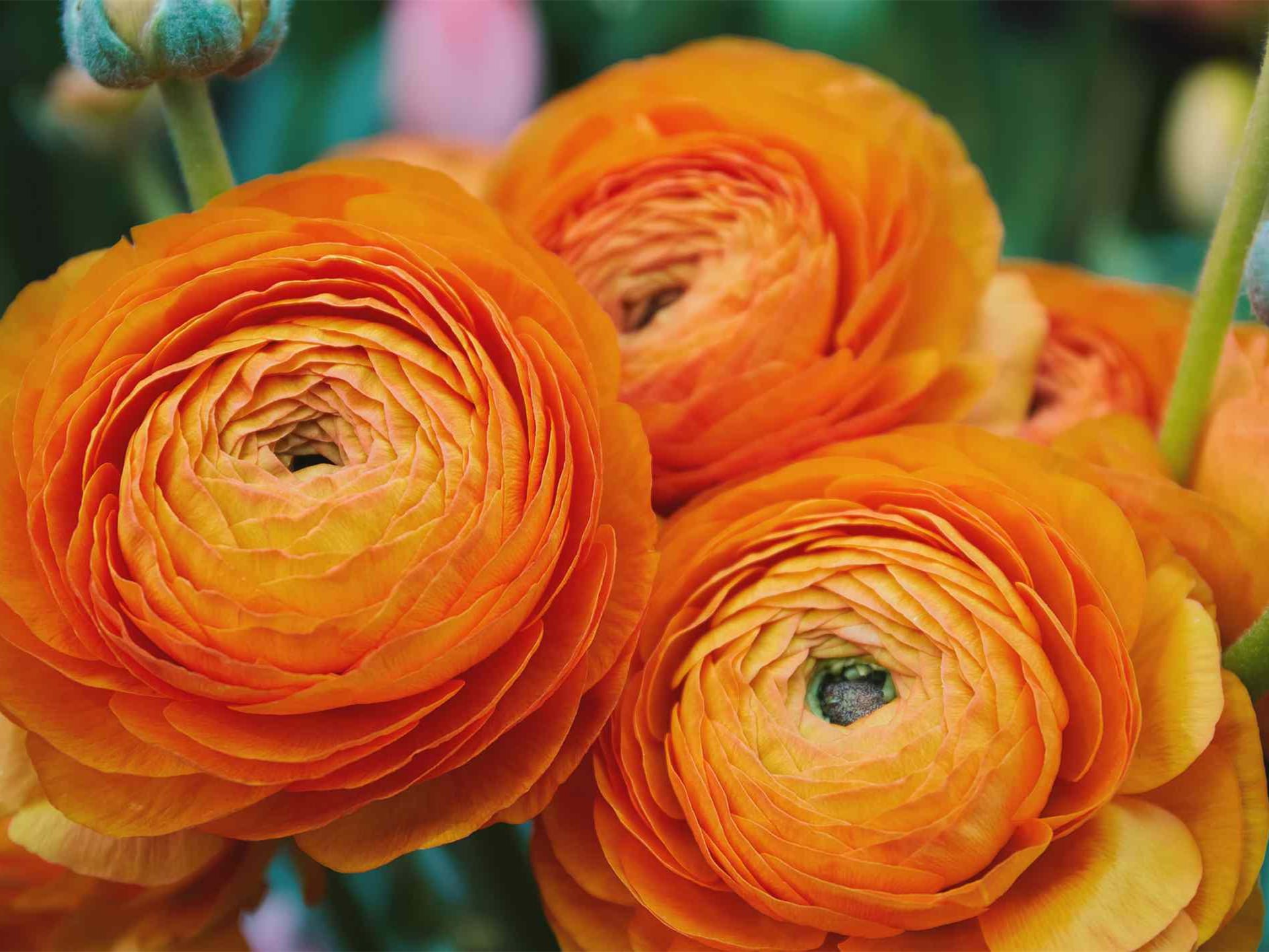 花毛茛-瀚阳绿化