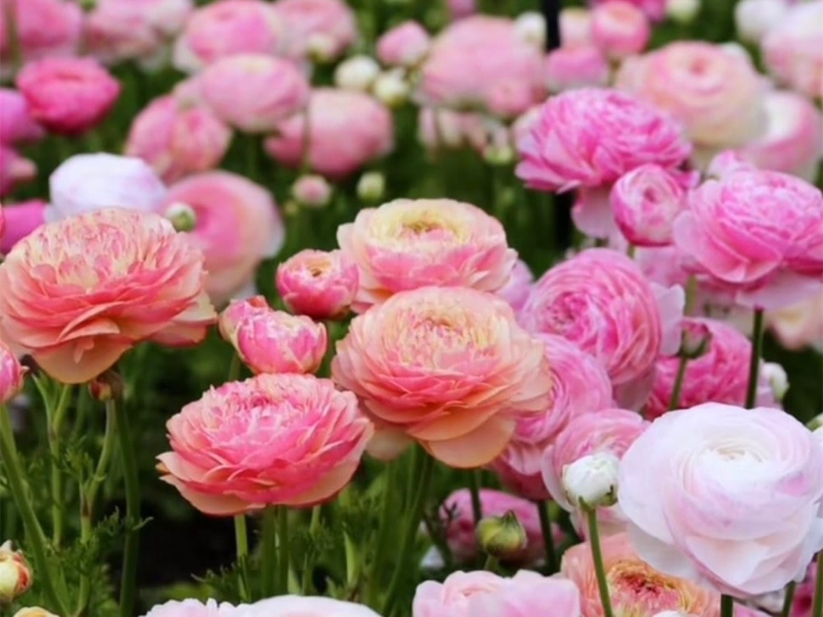 花毛茛-瀚阳绿化