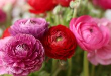 花毛茛种球-瀚阳绿化