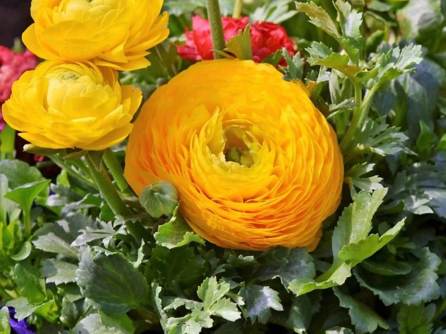 花毛茛-瀚阳绿化