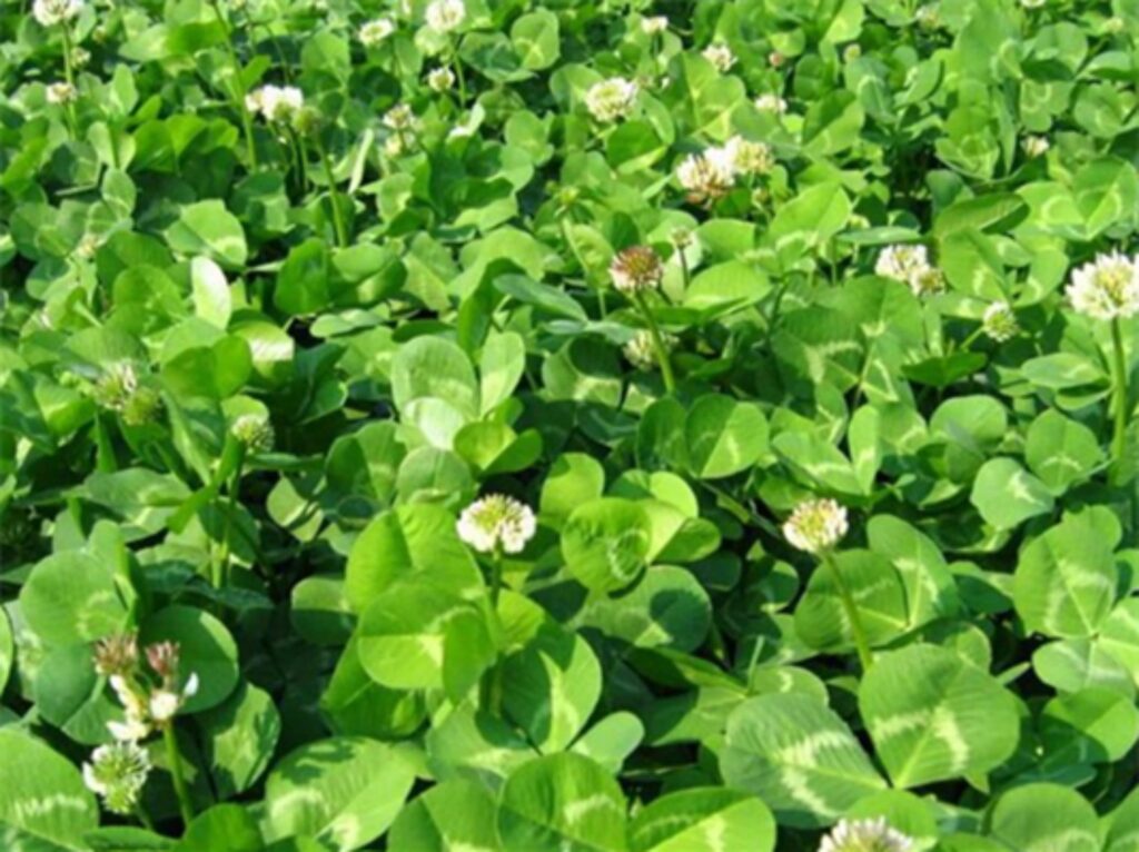 白三叶-瀚阳绿化