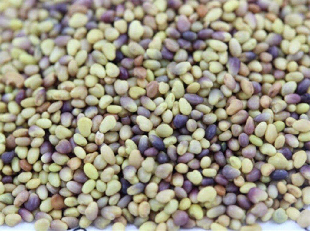 白三叶种籽-瀚阳绿化